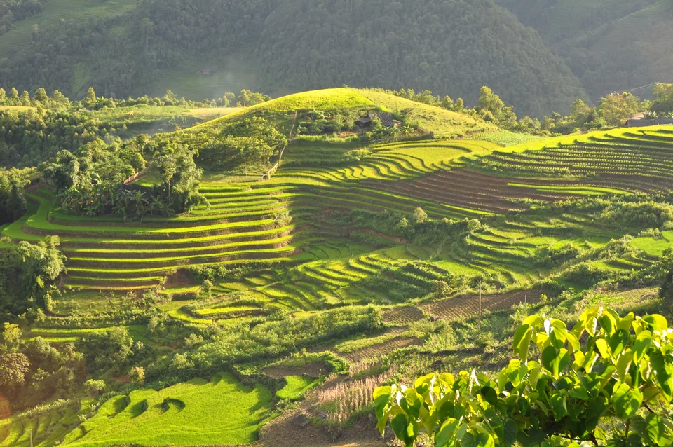 Ruộng bậc thang xanh trong thung lũng Sa Pa
